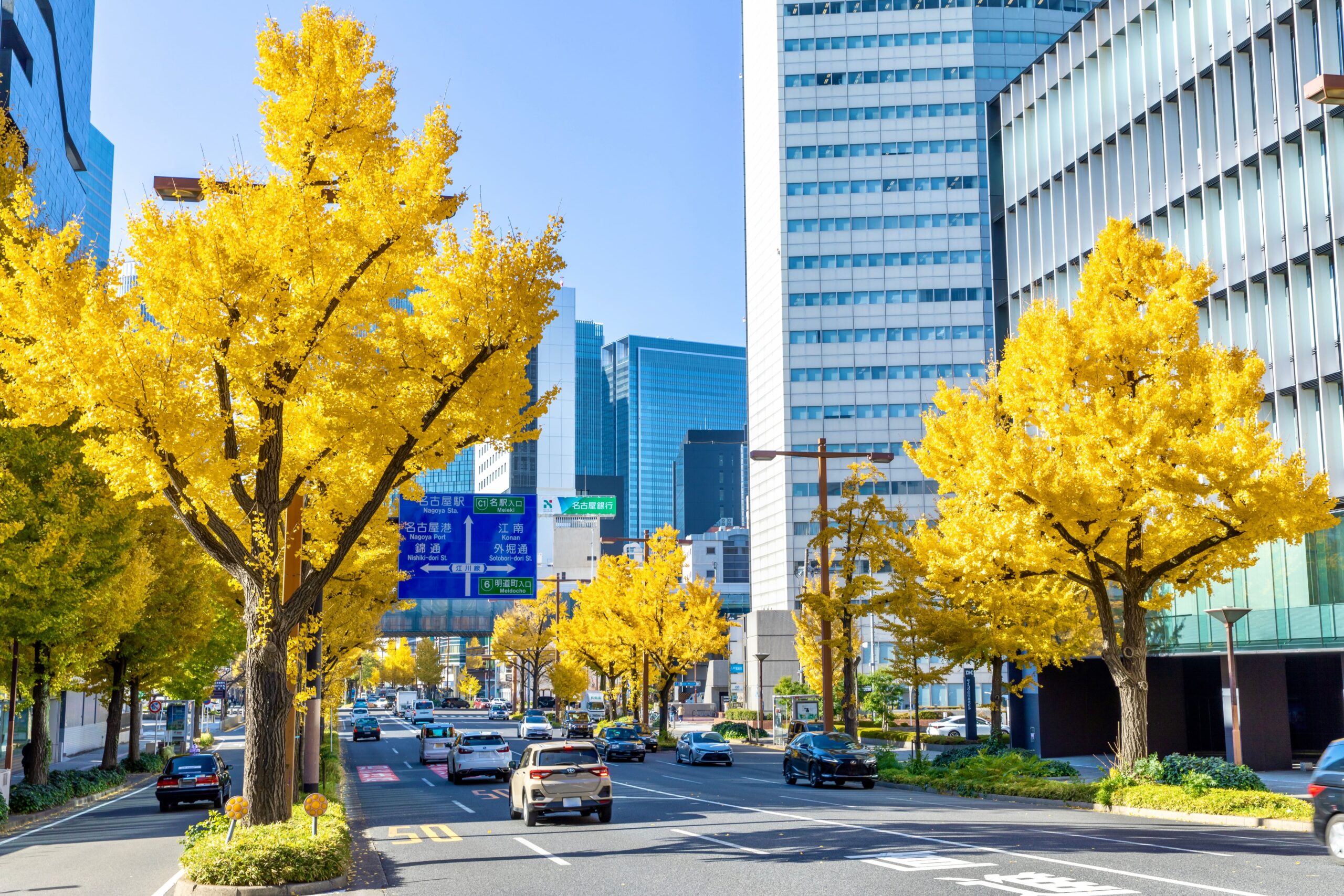 名古屋市、秋の桜通のイチョウ並木