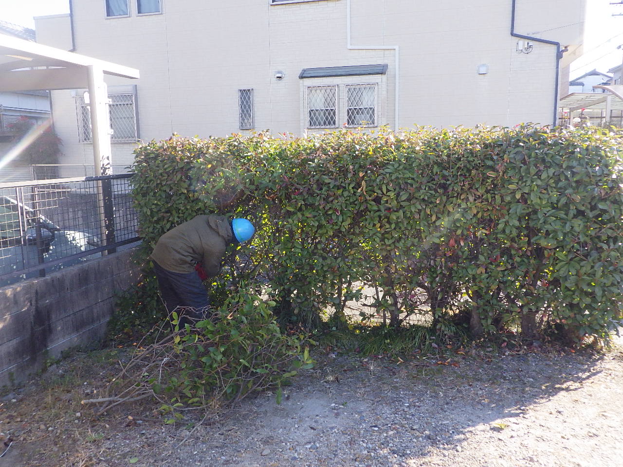 生垣撤去作業の様子